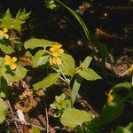 Viola glabella Bloem