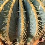 Ferocactus glaucescens Foglia