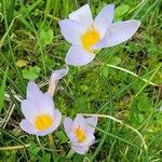 Crocus biflorus Floare