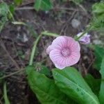 Malva hispanica 花