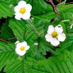 Fragaria moschata Flower