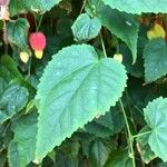 Abutilon megapotamicum Φύλλο