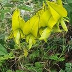 Crotalaria agatiflora Flor