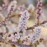 Tamarix mascatensis Flor