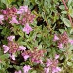 Thymus serpyllum Fleur