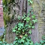 Hedera helix Habit