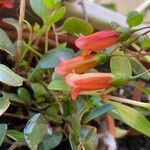 Kalanchoe manginii Цвят