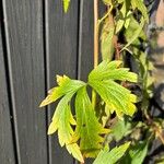 Aconitum degenii पत्ता