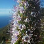 Echium hierrense Fleur