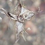 Ipomoea hederacea Vrucht