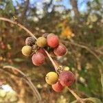 Euclea natalensis Frukto