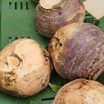 Brassica napus Φρούτο