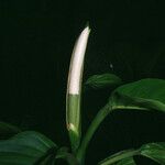 Philodendron rudgeanum Цветок