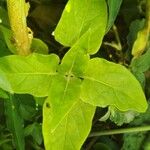 Mirabilis longiflora পাতা