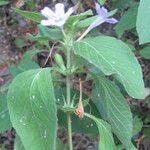 Ruellia drummondiana Habit