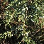 Juniperus virginiana Hoja