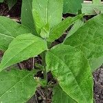 Hesperis matronalis Folha