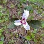 Trillium undulatum Цветок