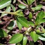 Ludwigia adscendens Blatt