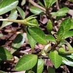 Ludwigia adscendens Leaf