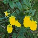 Calceolaria tripartita Ліст