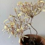 Pelargonium fissifolium Flor