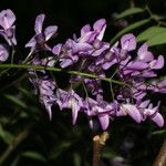 Lonchocarpus schiedeanus Blodyn