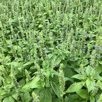 Salvia hispanica Кветка