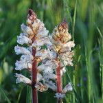 Orobanche crenata Flower