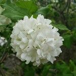 Viburnum macrocephalum Kvet