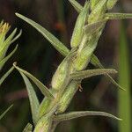 Castilleja minor Rinde