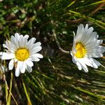 Leucanthemopsis alpina Květ