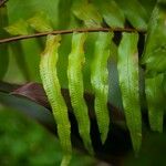 Nephrolepis biserrata Blatt