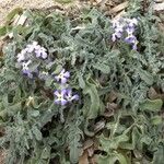 Matthiola tricuspidata Flower