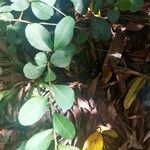Erythroxylum suberosum Folla