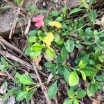 Barleria repens Leaf