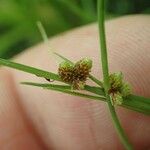 Cyperus subsquarrosus Fruit