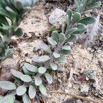 Alyssum serpyllifolium Hoja