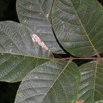 Lonchocarpus costaricensis Blatt