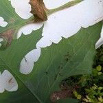 Lactuca biennis Leaf