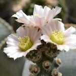 Tephrocactus molinensis Flower