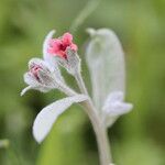 Pardoglossum cheirifolium Flower