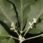 Esenbeckia berlandieri Leaf