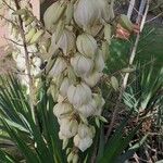 Yucca gloriosa Flower
