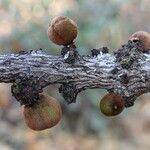 Diospyros batocana Fruit