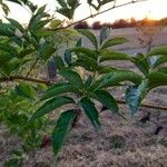 Sambucus nigra Blad