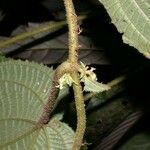 Miconia neoepiphyitca Egyéb