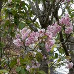 Prunus serrulataFlor