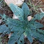 Echium asperrimum Hoja