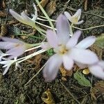 Colchicum alpinum Цвят